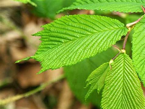 東北 植物|東北森林管理局/管内の樹木一覧（針葉樹）